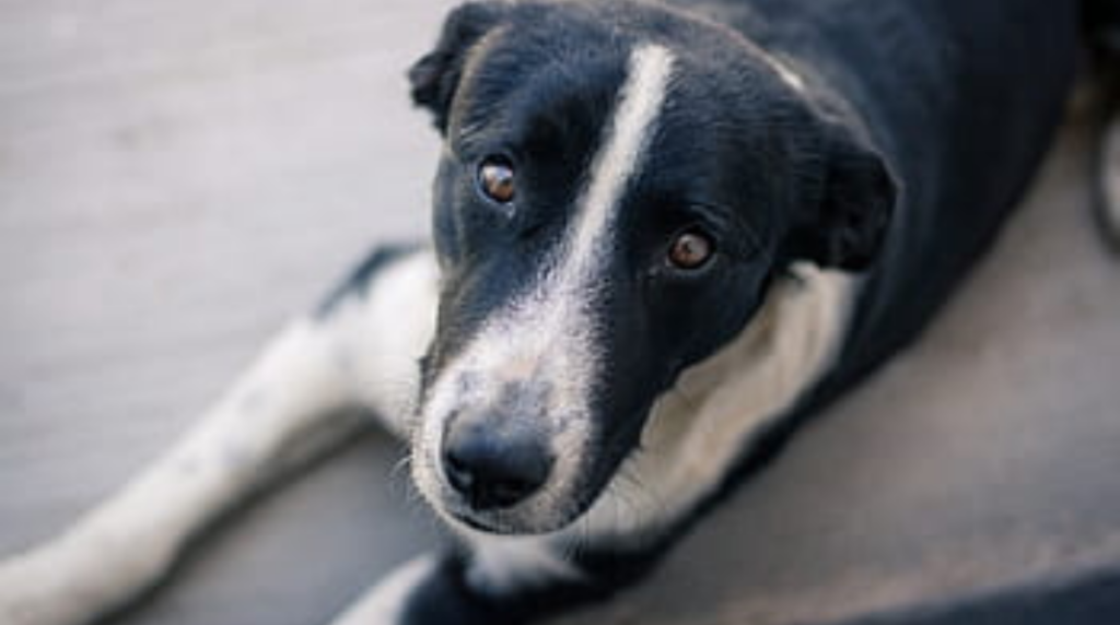 Motorista arrastra a perro