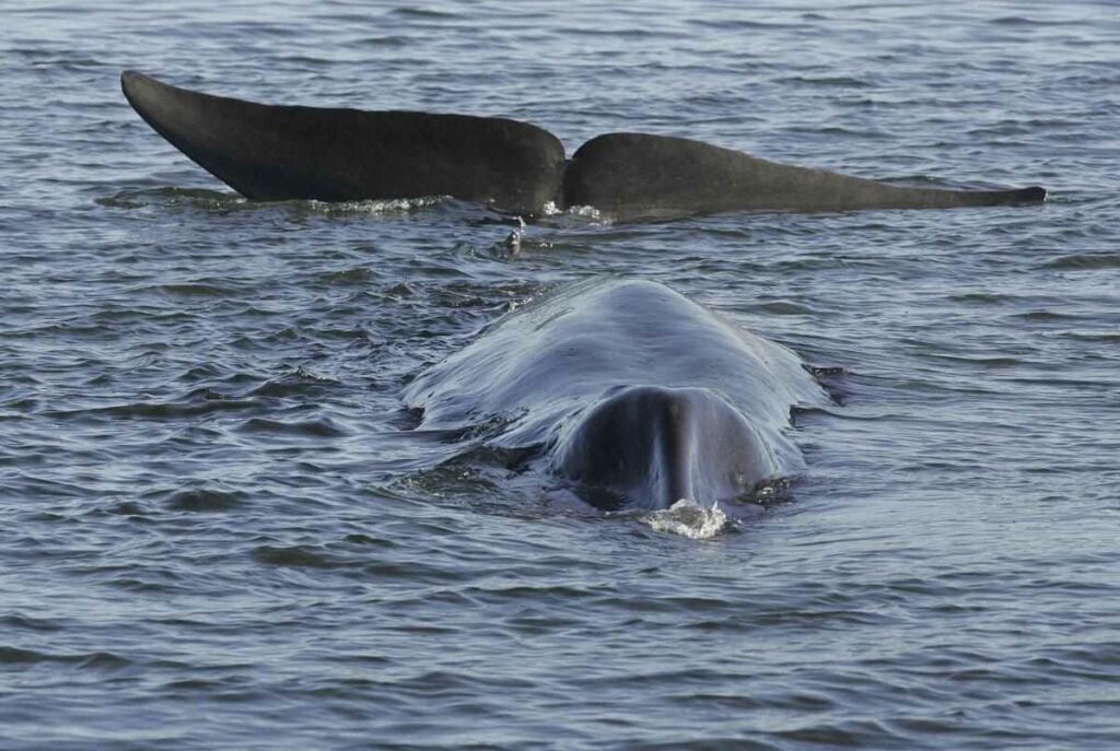 Islandia, uno de los tres países del mundo que autoriza la caza de ballenas, dio luz verde a esta actividad para la temporada 2024. Foto: AFP