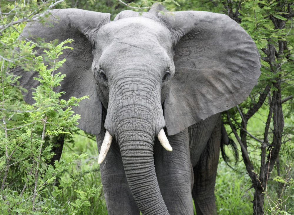 elefante