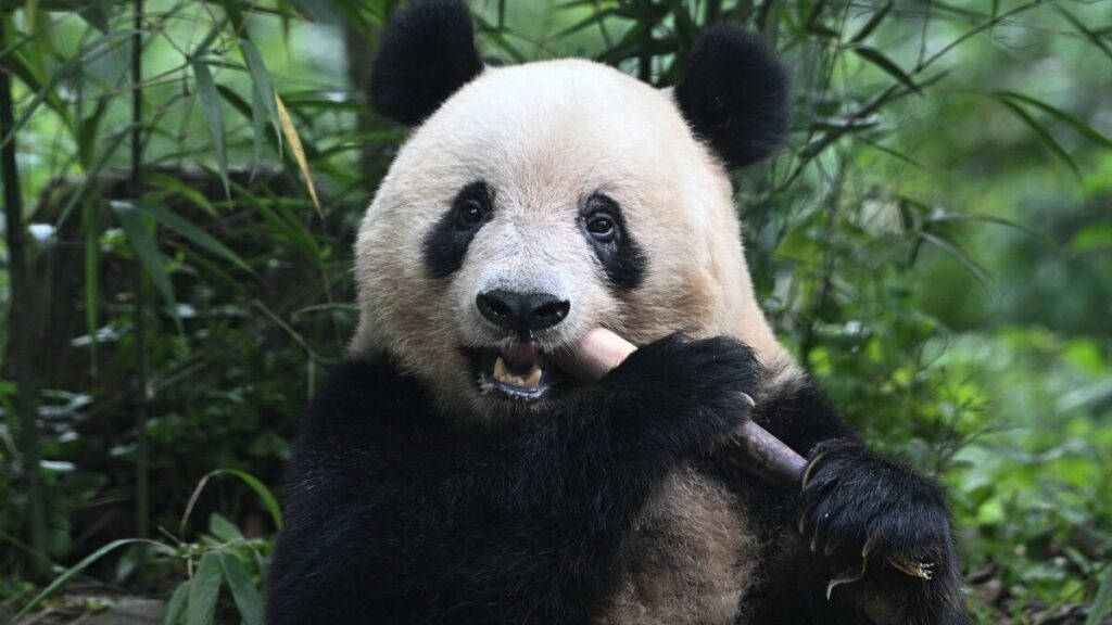 Pandas nacidos en el exterior ayudan a China a recuperar población silvestre