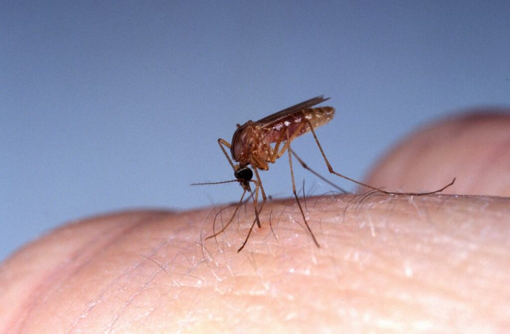 virus oropuche cuba