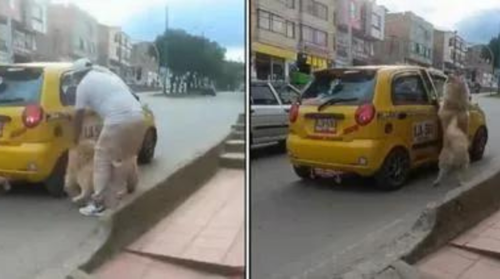 abandonan a un perro