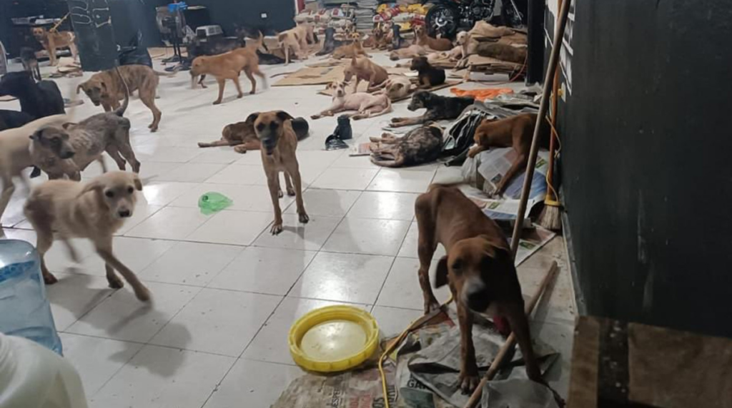 Perritos callejeros fueron puestos a salvo en refugio