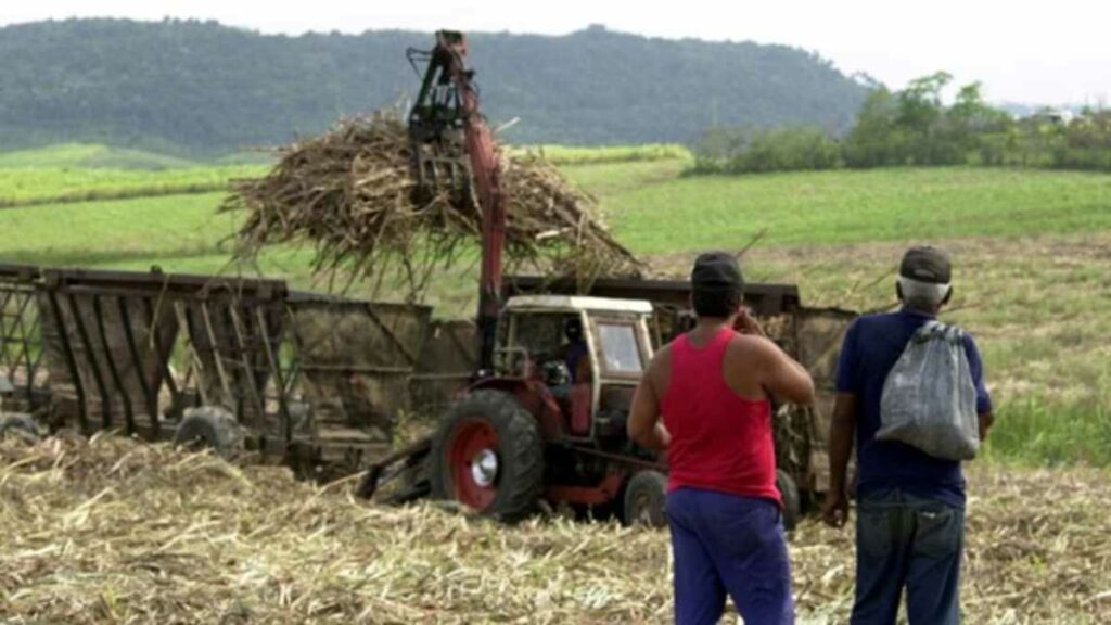 La falta de mano de obra, en Cuba desde el triunfo de la revolución en 1959, obligó a una empresa azucarera del país a contratar presos.