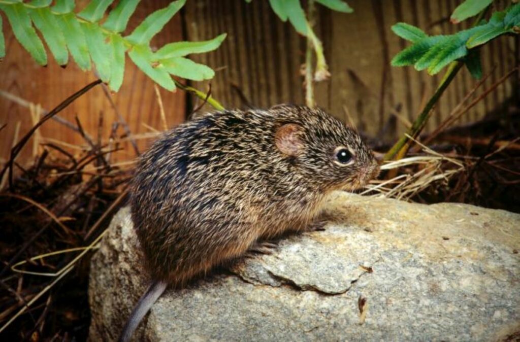 hantavirus aumento de casos en arizona