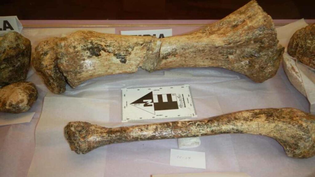 Los restos fósiles de tres mastodontes de más de 11 mil años de antigüedad fueron hallados en la región centroandina de Junín, en Perú.