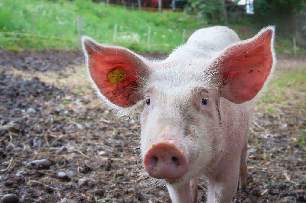 Un cerdo fue infectado por el virus de la gripe aviar H5N1 en el estado de Oregón, el primer caso de este tipo en Estados Unidos, indicaron las autoridades.
