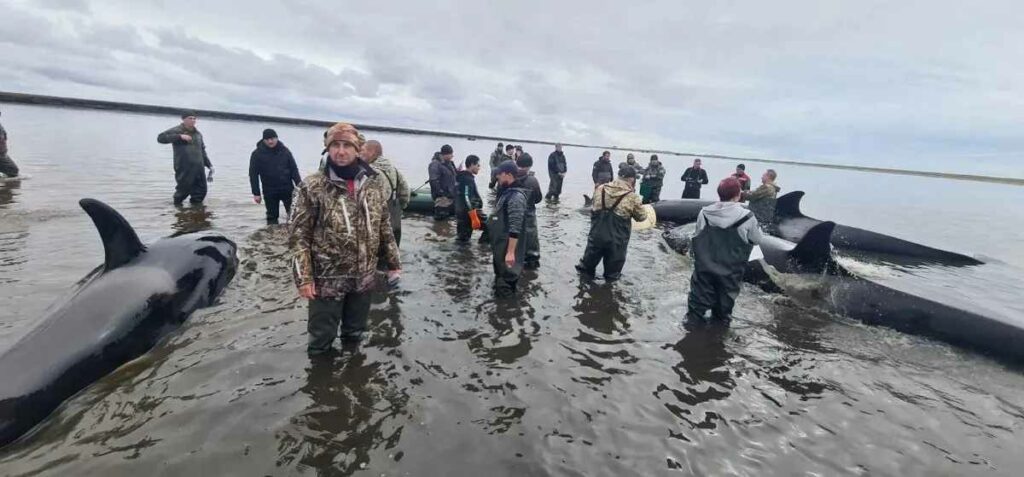 Una operación de rescate está en curso para intentar devolver al mar a un grupo de cuatro orcas varado en un banco de arena en el Extremo Oriente ruso.