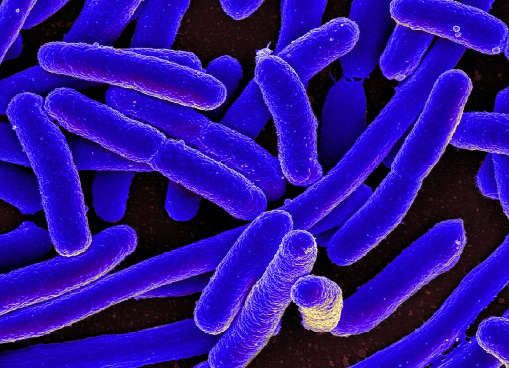 La bacteria "come carne" enciende las alertas en Estados Unidos: registran siete muertos y más de 20 hospitalizados