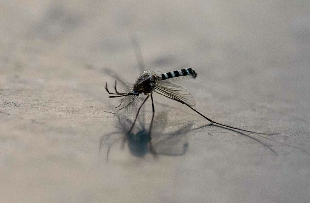 combatir el dengue