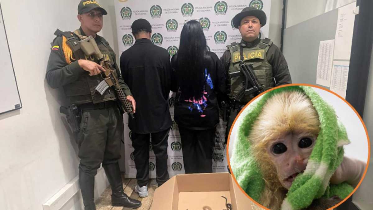Detienen en Colombia a dos traficantes que transportaban primates en su ...