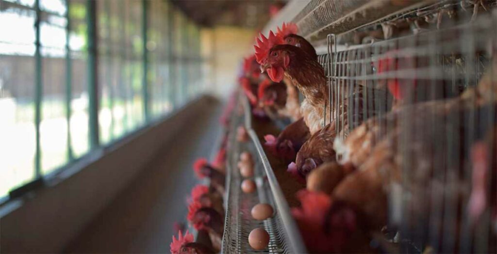 La gripe aviar se propagó como nunca antes lo había hecho en los últimos años, provocando el sacrificio masivo de aves de corral.