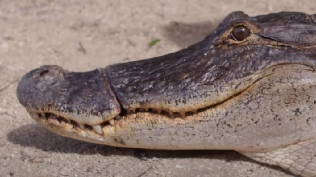 Caiman rescatado en Florida