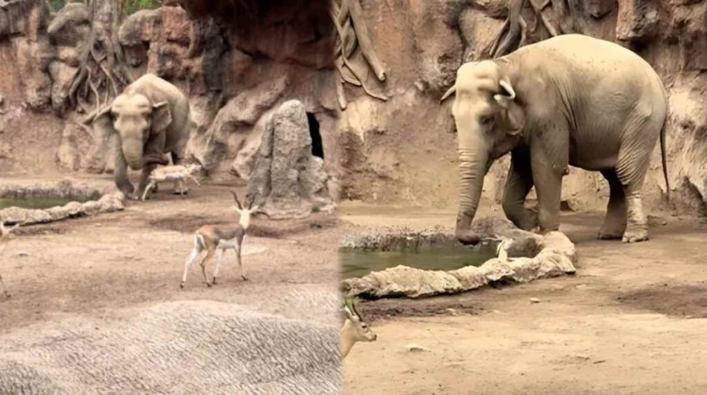 Impactante rescate de Trompita a antílope que se ahogaba en Zoo La Aurora