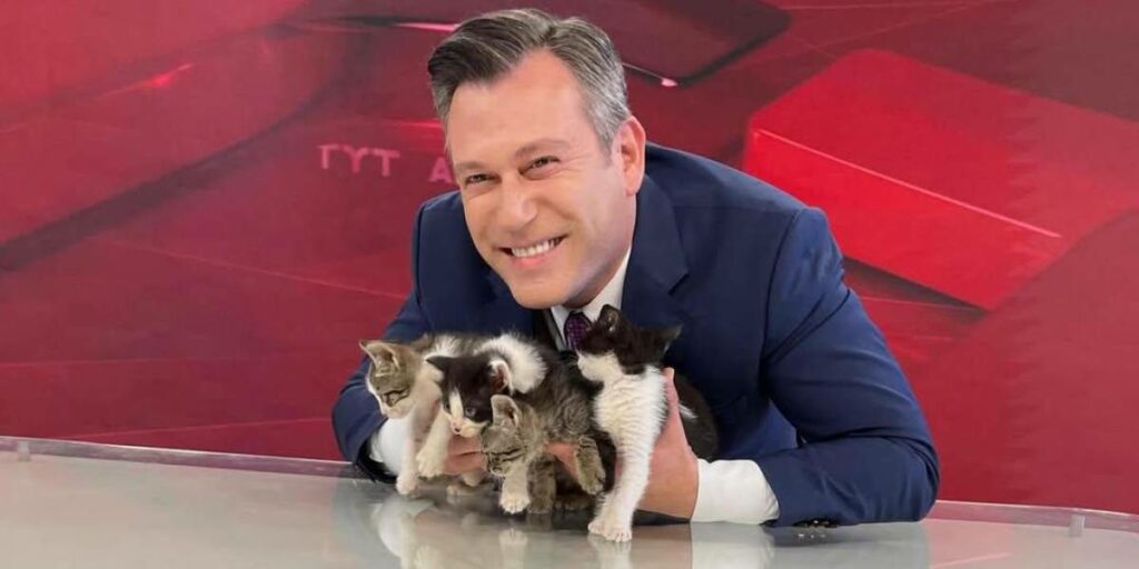 gatitos en Turquia