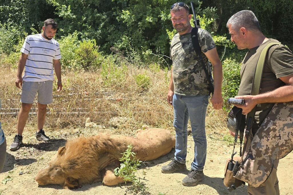 Un león es abatido en Turquía tras escaparse y herir a un hombre