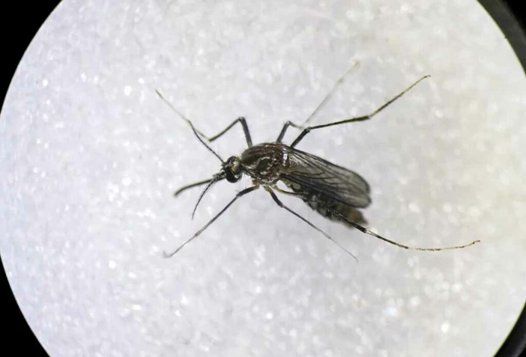 muertes por dengue