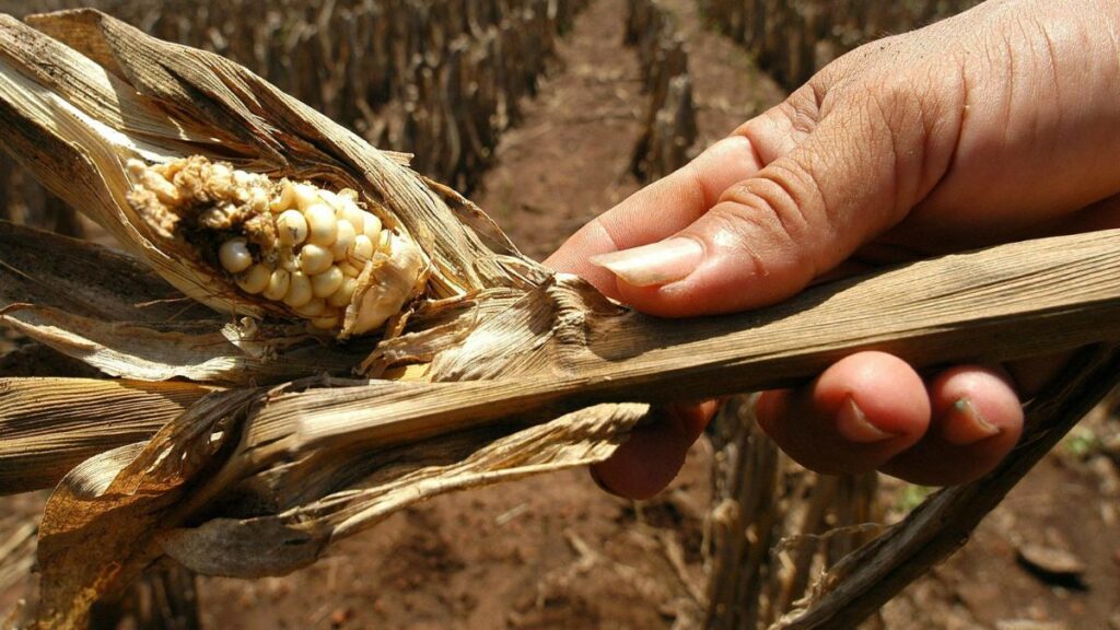Declaran estado de emergencia en El Salvador por sequía provocada por fenómeno de El Niño