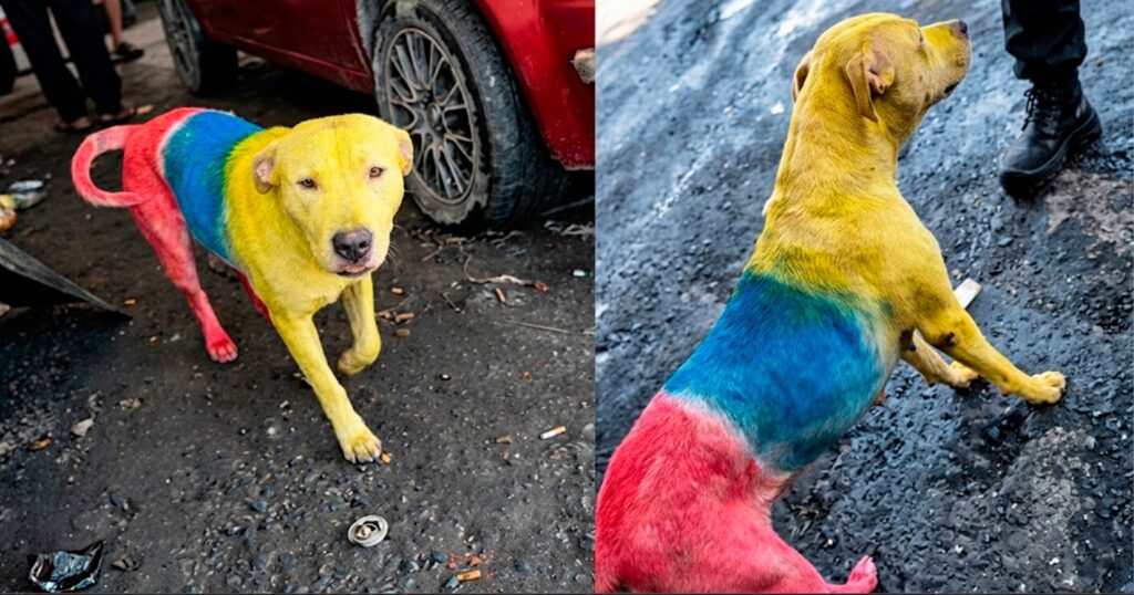 Perrita Rojita Una perrita teñida con los colores de Ecuador desata indignación y ...