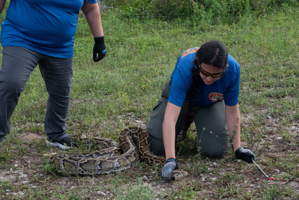 Cientos de cazadores inician en Florida el reto anual de capturar pitones invasoras