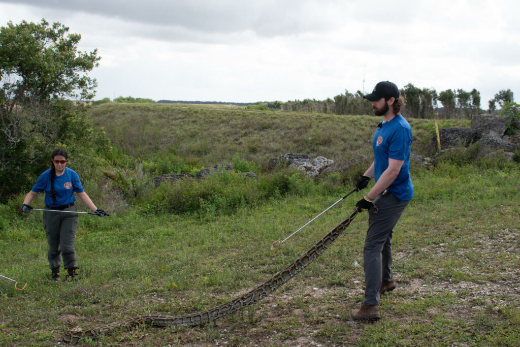 Cientos de cazadores inician en Florida el reto anual de capturar pitones invasoras