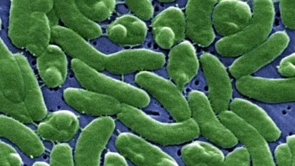 Alerta en Florida: bacteria carnívora deja la primera muerte de 2026 en EE.UU.