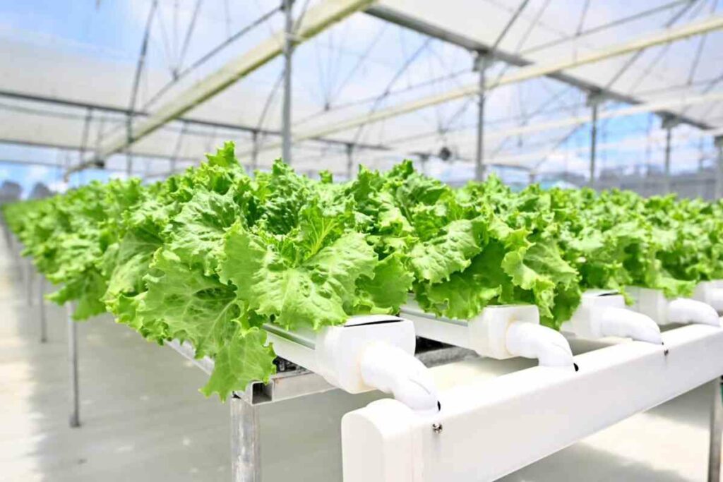 Los Centros para el Control y la Prevención de Enfermedades (CDC) habrían vinculado la enfermedad parasitaria con la lechuga tipo iceberg
