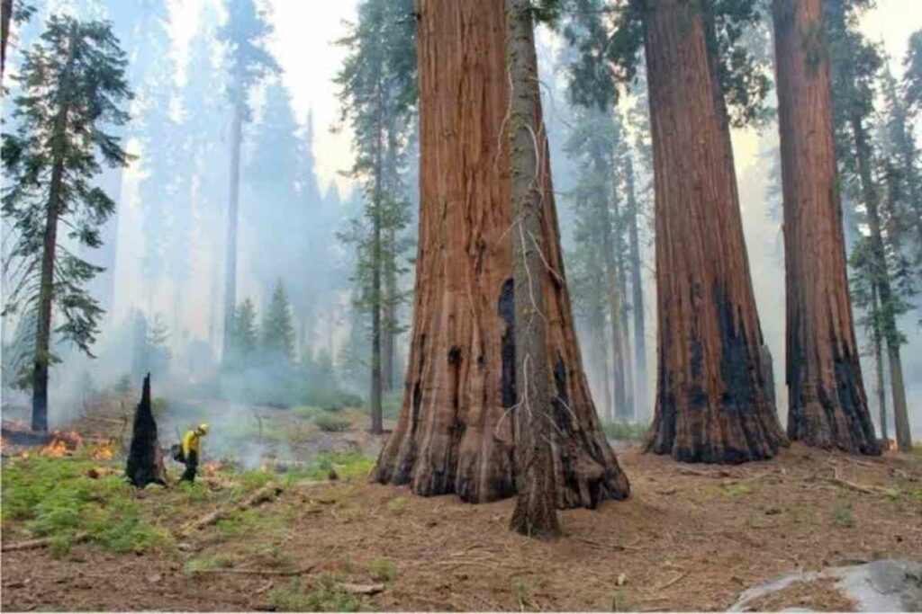 Los incendios de los últimos años causaron muchas más muertes de secuoyas de lo habitual y amenazaban su futuro, pero las quemas controladas ayudan a protegerlas al despejar la maleza, la madera muerta y otros combustibles secos