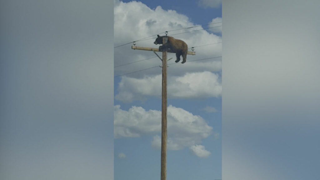 oso poste electricidad nuevo mexico