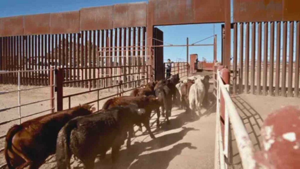 Se habilitó el paso fronterizo en Arizona, que estuvo sellado durante más de 14 meses, el primero de la linde sureña por la que dejaron de transitar cabezas de ganado desde México