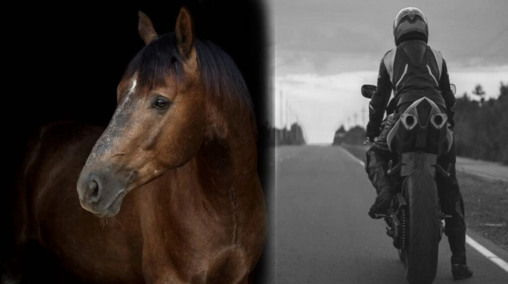 Motorista y un caballo chocan de frente