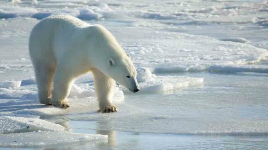 El incidente se produjo este mes en un transbordador que viajaba por el archipiélago ártico de Svalbard