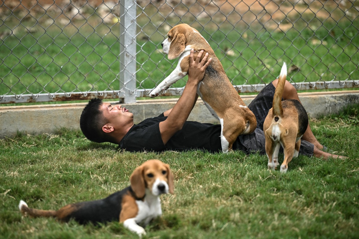 Una empresa de IA utiliza perros para detectar el cáncer