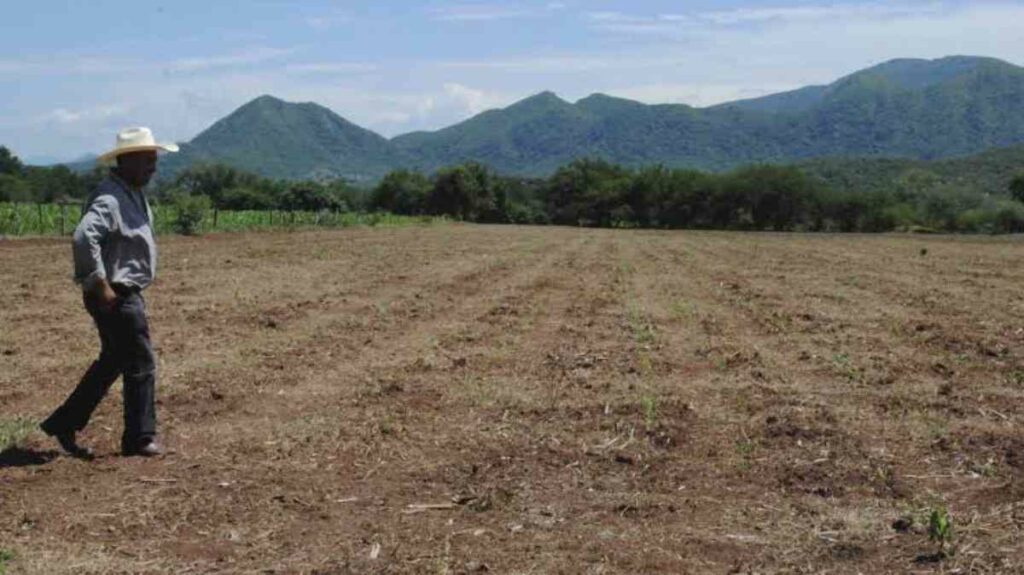 La sequía golpea con fuerza el este de Guatemala, donde la falta prolongada de lluvias arrasó por completo con las 3.5 hectáreas de maní, de un agricultor de 72 años.