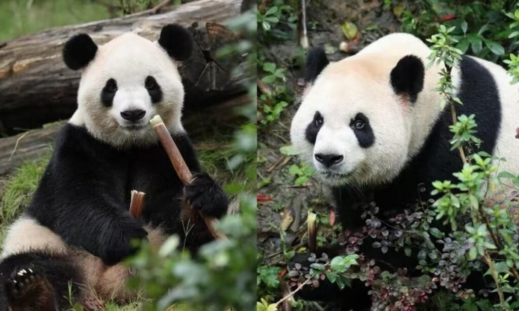 pandas Ping Ping y Fu Shuang