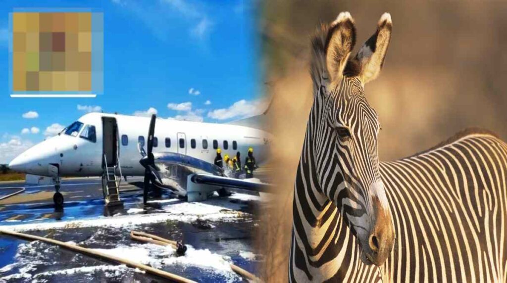 Avión con pasajeros chocó con una cebra durante el despegue