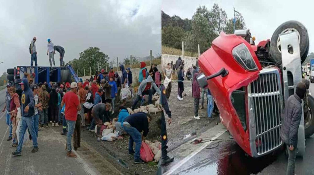 Camión cargado de cerdos volcó