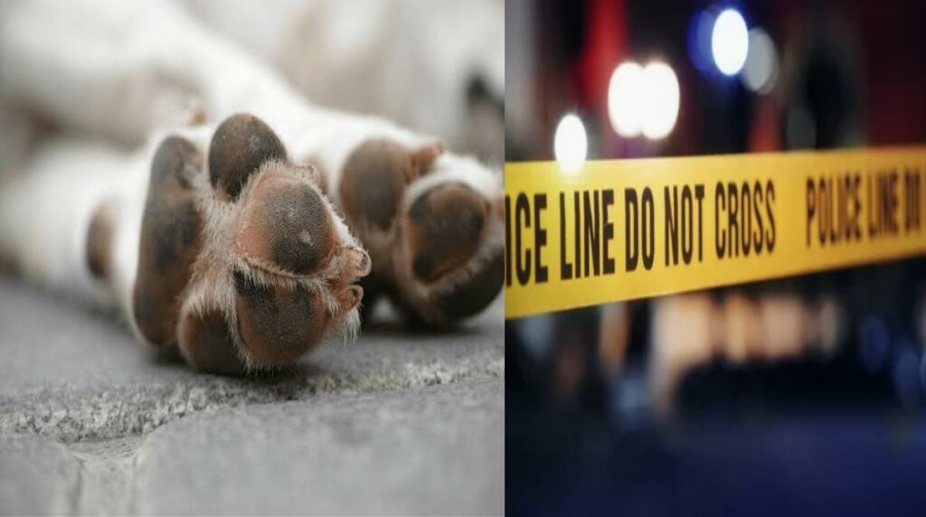 Disparan y matan a mascota de una pareja de adultos mayores
