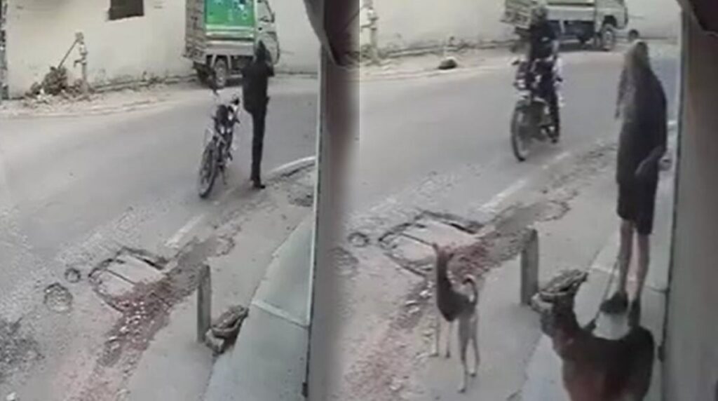 Indignación por un hombre que le disparó a un perro callejero