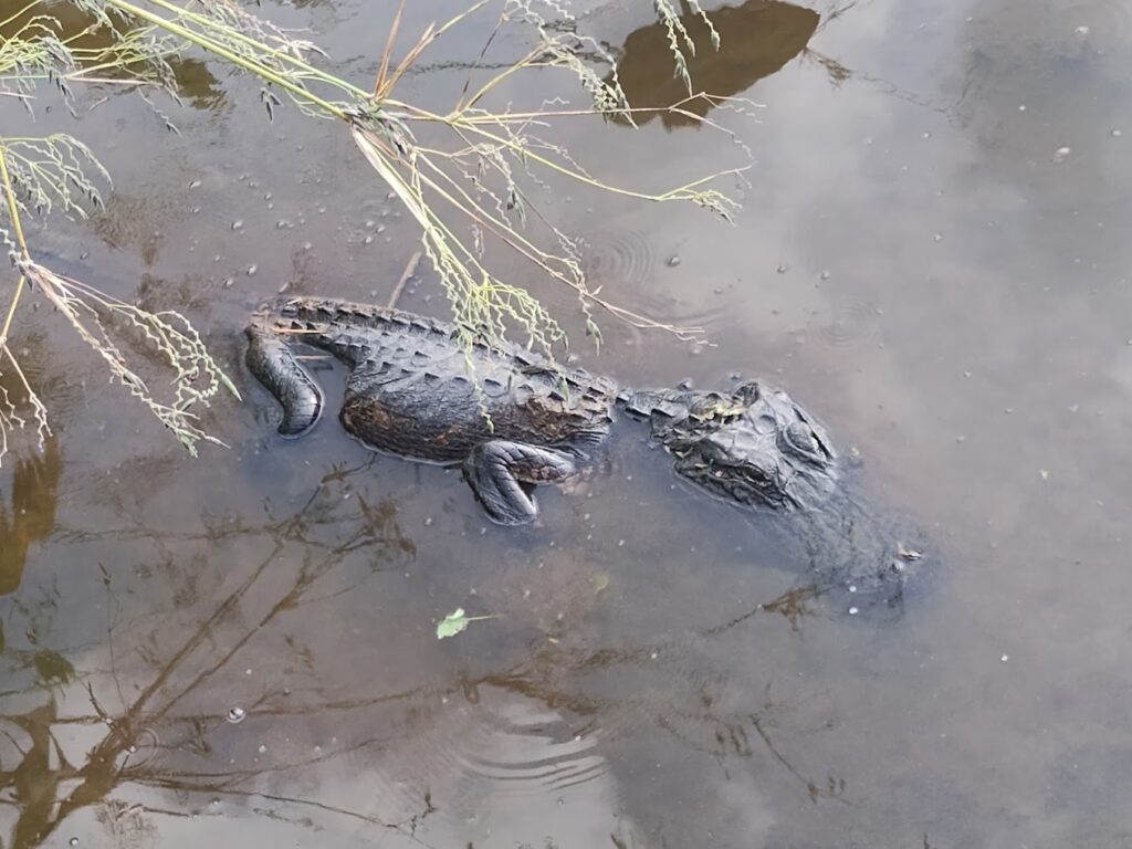 Caimán de 3,6 metros mata a un hombre en Florida: otros reptiles dificultaron el rescate